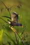 Purple-Gallinule;Gallinule;Porphyrula-martinica;One;one-animal;avifauna;bird;bir